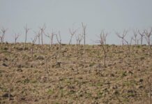 В Келесском районе на 30 гектарах закладывают новый фруктовый сад