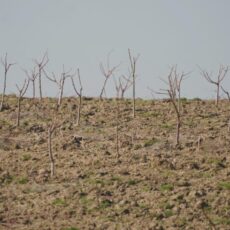 В Келесском районе на 30 гектарах закладывают новый фруктовый сад