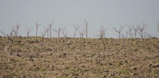 В Келесском районе на 30 гектарах закладывают новый фруктовый сад