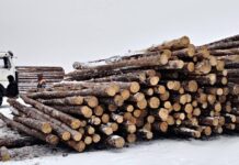 Маркировка древесины поможет бороться с незаконной вырубкой