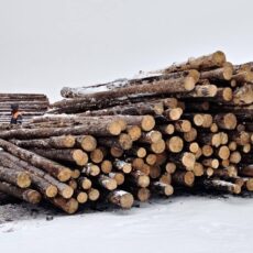 Маркировка древесины поможет бороться с незаконной вырубкой