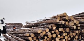 Маркировка древесины поможет бороться с незаконной вырубкой