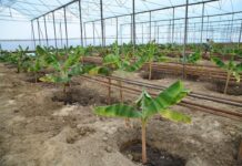 Бананы начали выращивать в Отырарском районе
