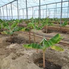 Бананы начали выращивать в Отырарском районе