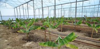 Бананы начали выращивать в Отырарском районе