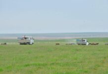 В Туркестанской области усилят борьбу с саранчой