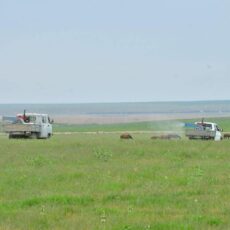 В Туркестанской области усилят борьбу с саранчой