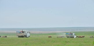 В Туркестанской области усилят борьбу с саранчой