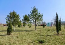 В Туркестанской области продолжится масштабное озеленение