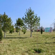 В Туркестанской области продолжится масштабное озеленение