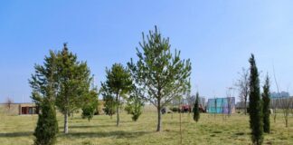 В Туркестанской области продолжится масштабное озеленение