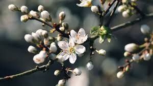 цветут деревья