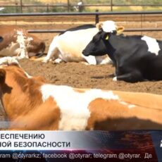 В Туркестанской области усиливают меры по ветеринарной безопасности