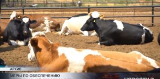 В Туркестанской области усиливают меры по ветеринарной безопасности