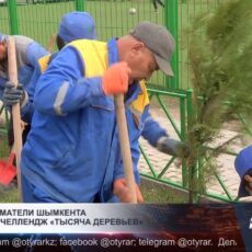В Шымкенте стартовал челлендж по озеленению города