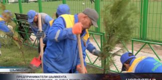 В Шымкенте стартовал челлендж по озеленению города