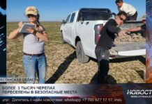 Более 3 тысяч черепах переселены в безопасные места