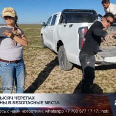 Более 3 тысяч черепах переселены в безопасные места