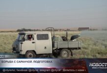В Туркестанской области усиливают борьбу с саранчой