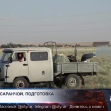 В Туркестанской области усиливают борьбу с саранчой
