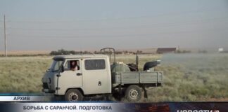 В Туркестанской области усиливают борьбу с саранчой