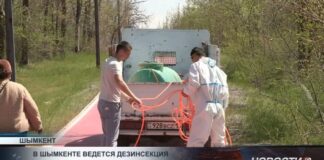 В Шымкенте идет дезинсекция от комаров и клещей