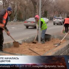 В Шымкенте высадят около четырёх миллионов цветов