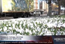 Символ Шымкента против мартовских заморозков