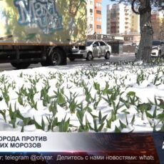 Символ Шымкента против мартовских заморозков