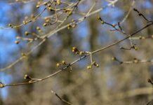 В Казахстане установится тёплая весенняя погода