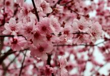 Тёплая погода без осадков ожидается в Шымкенте и Туркестане