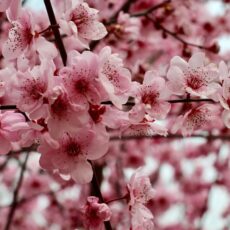 Тёплая погода без осадков ожидается в Шымкенте и Туркестане