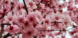 Тёплая погода без осадков ожидается в Шымкенте и Туркестане