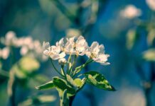 До +30 градусов прогнозируют в Туркестанской области