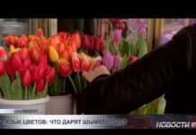 Тюльпаны обогнали розы по популярности в Шымкенте
