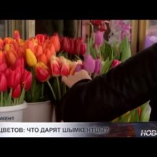 Тюльпаны обогнали розы по популярности в Шымкенте