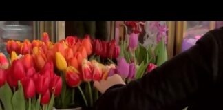 Тюльпаны обогнали розы по популярности в Шымкенте