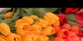 В Шымкенте проходит праздничная цветочная ярмарка