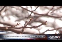 В Шымкенте ожидаются ночные заморозки