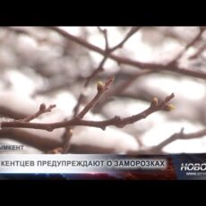 В Шымкенте ожидаются ночные заморозки