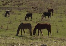 В Туркестанской области свыше 200 тыс. га пастбищ переданы в общее пользование