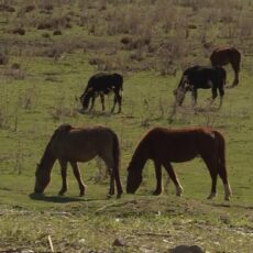 В Туркестанской области свыше 200 тыс. га пастбищ переданы в общее пользование