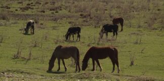 В Туркестанской области свыше 200 тыс. га пастбищ переданы в общее пользование