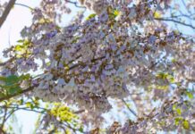 Более 60 тысяч саженцев павлонии высажено в Туркестанской области