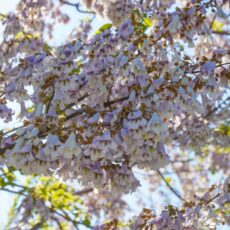 Более 60 тысяч саженцев павлонии высажено в Туркестанской области