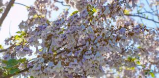 Более 60 тысяч саженцев павлонии высажено в Туркестанской области