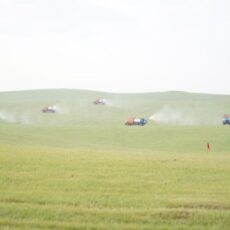 В Туркестанской области усилили борьбу с саранчой