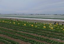 В регионе выращивают раннюю капусту за полтора месяца