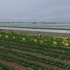 В регионе выращивают раннюю капусту за полтора месяца