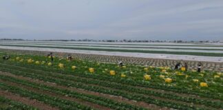 В регионе выращивают раннюю капусту за полтора месяца